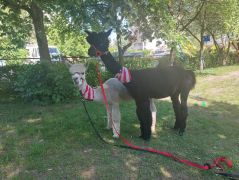 Alpaki w przedszkolu